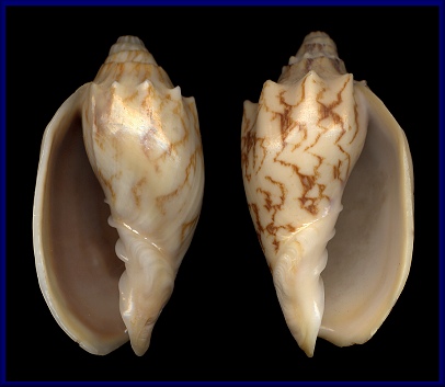 Sinistral Cymbiola vespertilio (Linnaeus, 1758)