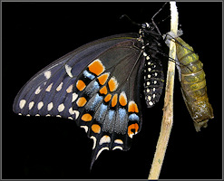 Black Swallowtail [Papilio polyxenes] And Chrysalis