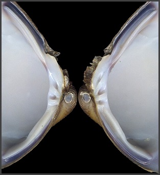 Corbicula fluminea (Müller, 1774) Asian Clam