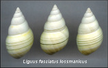 Liguus fasciatus lossmanicus