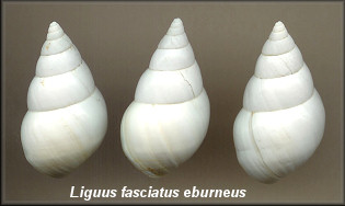 Liguus fasciatus eburneus
