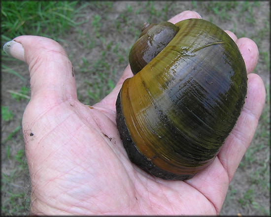 Large snail from the aquatic center lake (88 mm.) (8/4/2006)