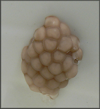 Pomacea diffusa egg clutch