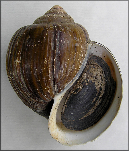 Pomacea urceus (Müller, 1774)