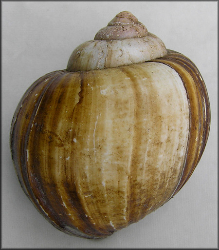 Pomacea urceus (Müller, 1774)