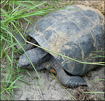 Gopher Tortoise [Gopherus polyphemus]