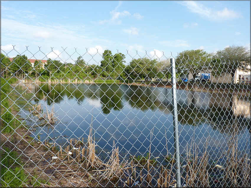 Retention Pond Behind Winn-Dixie Grocery Store On Beach Boulevard Jacksonville, Duval County, Florida