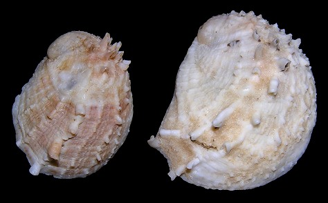 Bostrycapulus aculeatus (Gmelin, 1791) Spiny Slippersnail