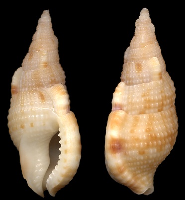 Colubraria testacea (Mrch, 1852) Shelly Dwarf Triton