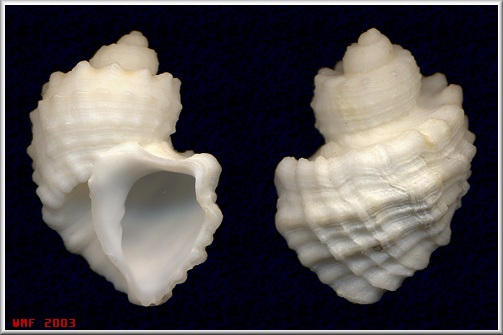 Trigonostoma tenerum (Philippi, 1848) Fine-cut Nutmeg