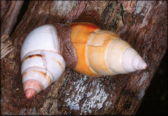 Liguus fasciatus Mller 1774 Florida Tree Snail