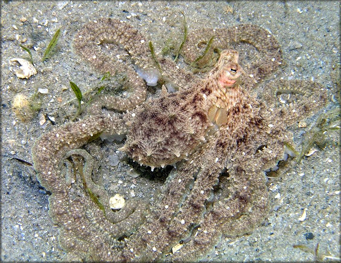 Octopus defilippi Verany, 1851 Atlantic Longarm Octopus