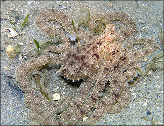 Octopus defilippi Verany, 1851 Atlantic Longarm Octopus