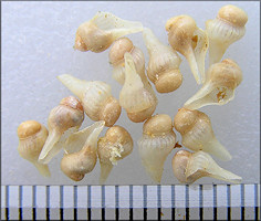 Busycon carica (Gmelin, 1791) Embryonic Shells