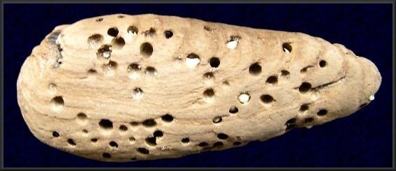 Martesia cuneiformis (Say, 1822) Wedge Piddock In Situ