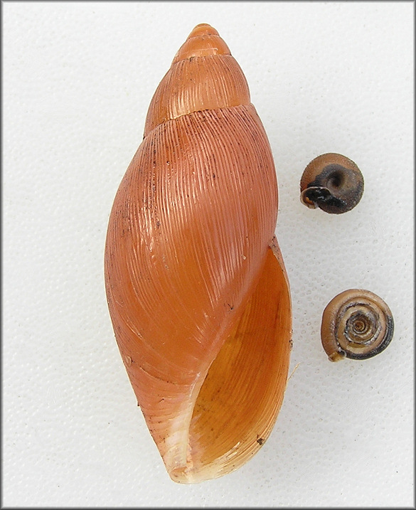 42 mm. Euglandina rosea (Frussac, 1821) And Its Gut Contents 