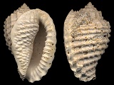 Morum chipolanum Maury, 1925 - Florida Fossil