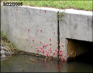 Pomacea canaliculata Egg Clutches On Concrete Box Culvert