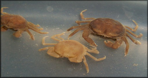 Pinnotheres maculatus Say, 1818 [Mussel Crab]