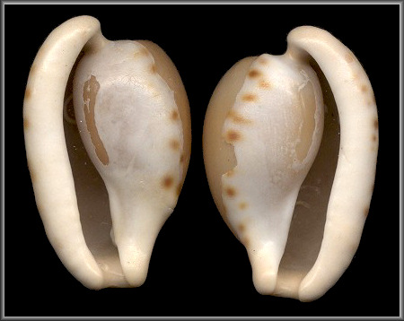 Sinistral Cypraeovula alfredensis (M. Schilder and F. A. Schilder, 1929)