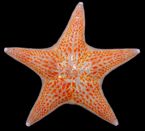 Dermasterias imbricata (Grube, 1857) Leather Star 