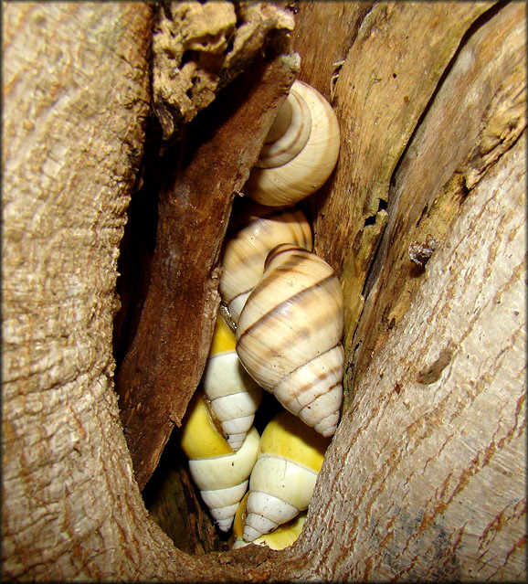 Liguus fasciatus Mller 1774 Florida Tree Snail aestivating 