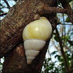 Liguus fasciatus Mller 1774 Florida Tree Snail aestivating with a friend