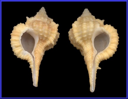 Sinistral Vokesimurex bellegladeensis (E. Vokes, 1963)