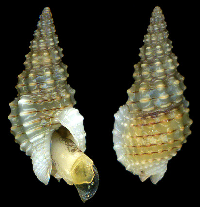 Phrontis acuta (Say, 1822) Sharp Nassa
