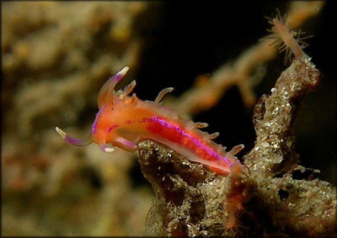 Cuthona species (red)