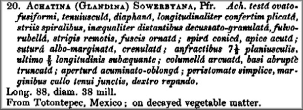 Euglandina sowerbyana original description