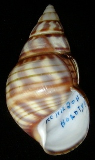 Liguus fasciatus archiejonesi Cox 2008 Holotype