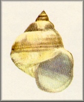 Type Species: Akibumia flexibilis Kuroda and Habe in Kuroda, 1959