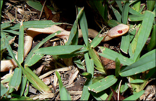 Eastern Garter Snake [Thamnophis sirtalis sirtalis] Albino