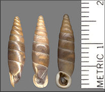 Albinaria (Isabellaria) lophauchena (Sturany, 1894)