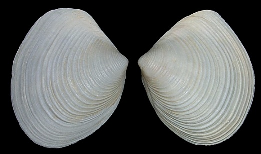 Raeta plicatella (Lamarck, 1818) - Channeled Duck Clam