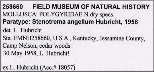 Stenotrema angellum Hubricht, 1958 Kentucky Slitmouth Paratype