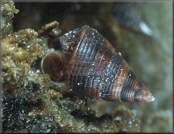 Nodilittorina angustior (Mrch, 1876) Slender Periwinkle