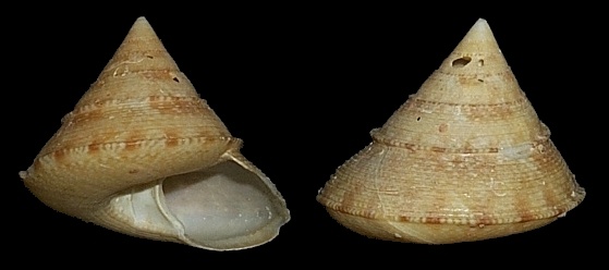 Calliostoma argentum Quinn, 1992