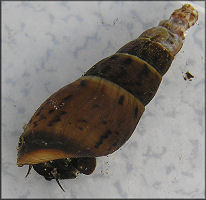 Melanoides cf. turricula (I. Lea, 1850) Fawn Melania