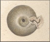 Daedalochila auriculata (Say, 1818) Binney, 1857: pl. 47, fig. 1