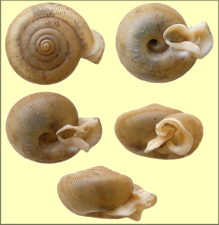 Daedalochila sp. aff. auriculata (Say, 1818) Ocala Liptooth Varient B