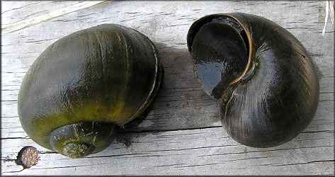 Pomacea specimens found in the lake