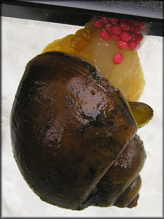 Pomacea canaliculata (Lamarck, 1822) Depositing Egg Clutch