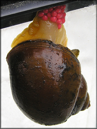 Pomacea canaliculata (Lamarck, 1822) Depositing Egg Clutch