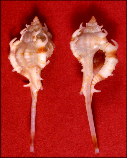 Siratus vokesorum (Garca, 1999) Holotype