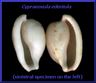 Cypraeovula edentula (Gray,1825)