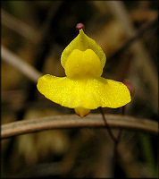 Zigzag Bladderwort [Utricularia subulata] 
