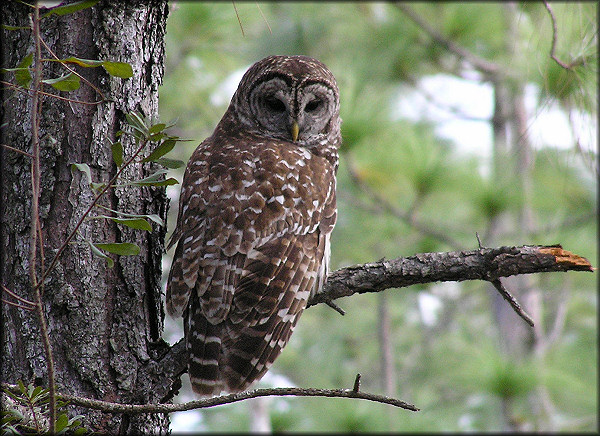 Barred Owl [Strix varia]