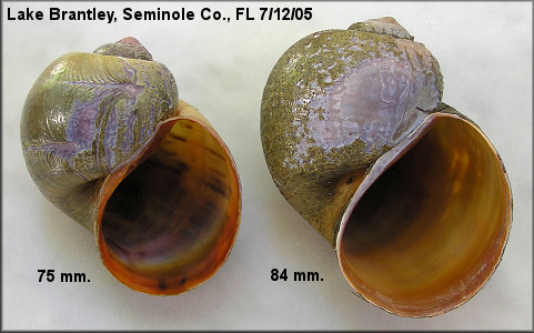 Two Pomacea maculata collected at Lake Brantley